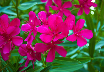 The beautiful blooming red flower - oleander.  Beautiful oleander flowers growing in the garden on sunny summer day.
