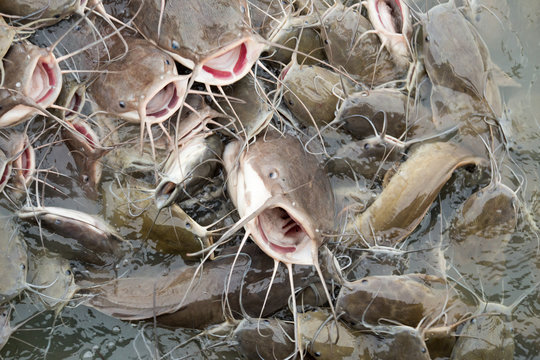 Crowd of catfish waiting for food