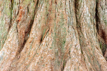 Old tree bark background. Environmental concept