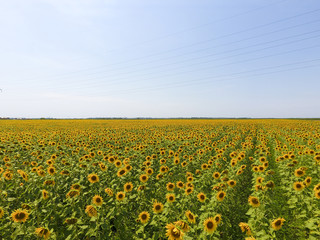 Fototapeta premium Aerial view of agricultural fields flowering oilseed. Field of sunflowers. Top view.