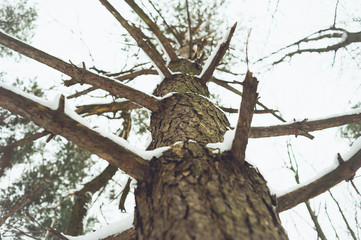 Winter forest