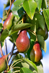 Delicious red pears growing on the tree in the garden