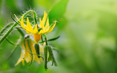 Tomato Flowers in the plant.