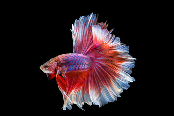 betta fish, siamese fighting fish motion isolated on black background : clipping path included