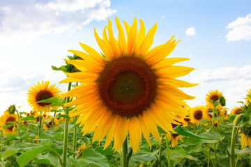 Sunflower Frontside Blue Sky, Sonnenblumen Sonnenblumenfeld Blüte Feld Landwirtschaft