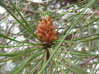 Immature male or pollen cones of pine tree . Conifer cones . Tuscany, Italy