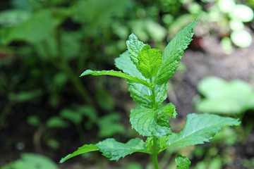 Green mint leaves