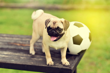 Obraz premium Happy cute Pug 