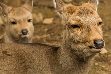 Nara Deer