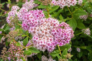 spirea japan white-pink