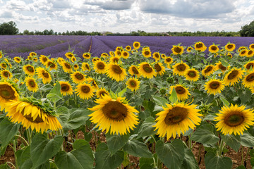 Tournesol et Lavande