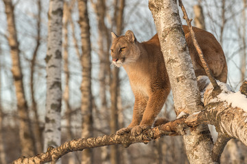 Adult Female Cougar (Puma concolor) Stares Out From Up in Tree