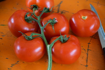 Frische Tomaten