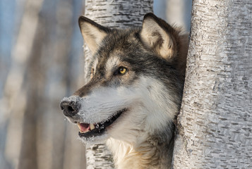 Grey Wolf (Canis lupus) Head Left