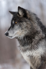 Naklejka premium Black Phase Grey Wolf (Canis lupus) Profile Vertical