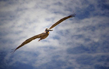 Fregattvogel im Himmel