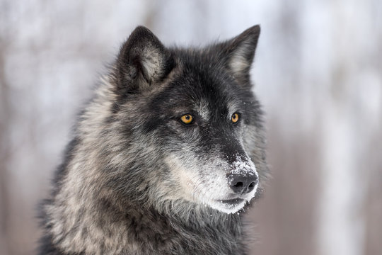 Fototapeta Black Phase Grey Wolf (Canis lupus) Profile Right