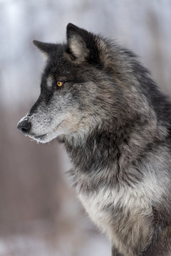 Black Phase Grey Wolf (Canis lupus) Profile Vertical