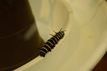 オオゴマダラ 蝶の幼虫  Idea leuconoe