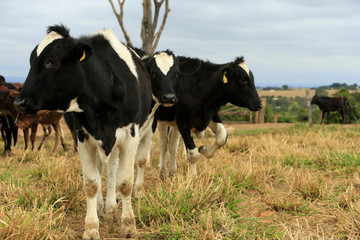 fAZENDA DE GADO