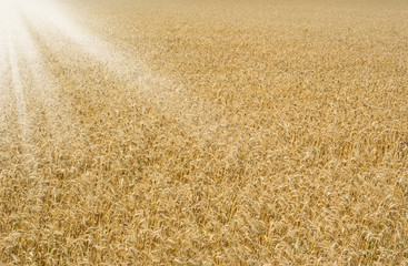 Field of yellow matured dry wheat