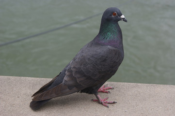 SONY DSC
