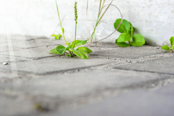 spruce plantain has sprung up between the pavement
