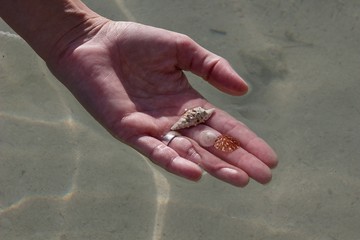 hand with three diferent shells