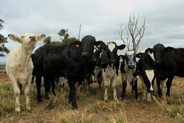 fAZENDA DE GADO