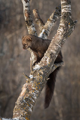 Fisher (Martes pennanti) Licks Nose in Tree