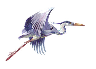 Watercolor single heron animal isolated on a white background illustration.