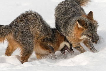 Naklejka na ściany i meble Grey Fox (Urocyon cinereoargenteus) Disagreement Closeup
