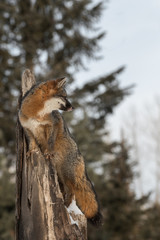 Naklejka na ściany i meble Grey Fox (Urocyon cinereoargenteus) Looks Right From Treetop