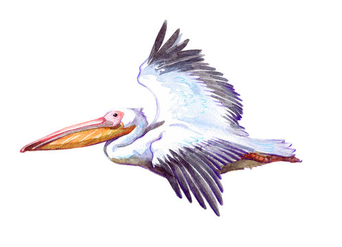 Watercolor single pelican animal isolated on a white background illustration.