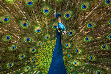Fototapeta na wymiar Brilliant Peacock