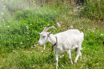 Fototapeta premium White goat on a green pasture on the grass