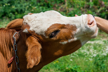 Head calf close-up