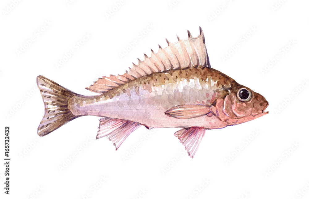 Wall mural Watercolor single ruff fish animal isolated on a white background illustration.