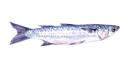 Watercolor single mullet fish animal isolated on a white background illustration.