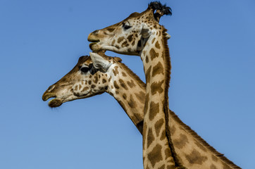 Girafe
