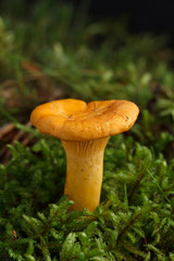 Edible wild mushroom.Chanterelle. Isolated.