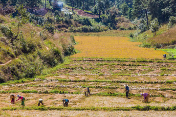 KALAW, MYANMAR - DECEMBER 06, 2016 : farmers harvesting cultivated land fields landscaped near...