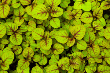 green leaves background