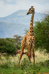 Giraffe - Giraffa, Kenya, Africa