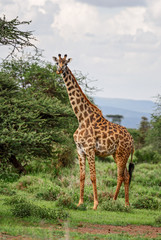 Naklejka na ściany i meble Giraffe - Giraffa, Kenya, Africa