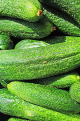 Raw cucumber closeup texture studio photo.