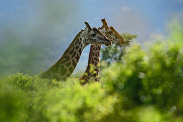 Giraffe - Giraffa, Kenya, Africa - obrazy, fototapety, plakaty