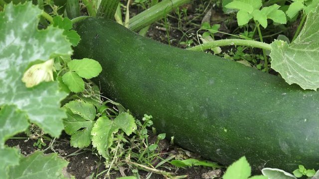 Zucchini growing in the garden. Gardening, agriculture, harvest concept
