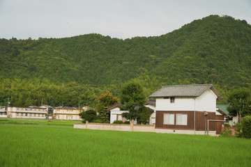 Fototapeta na wymiar Green Rice Field in Yamaguchi City. There are many houses surrounds the rice field.