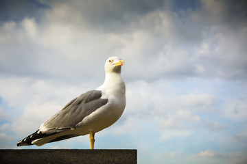 Seagull on clouds background